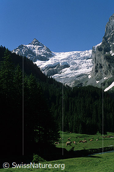 Foto: Dossen, Rosenlauigletscher mit Gletscherabbruch und Flanke des Wellhorn. Unterhalb der Gletscherlandschaft dichter Tannenwald und Alpweiden des Rosenlaui mit weidenden Kühen. Aufnahme ab Dia.