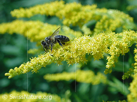 Photo: Apis mellifera on Solidago canadensis.