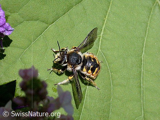Grosse Wollbiene (Anthidium manicatum)