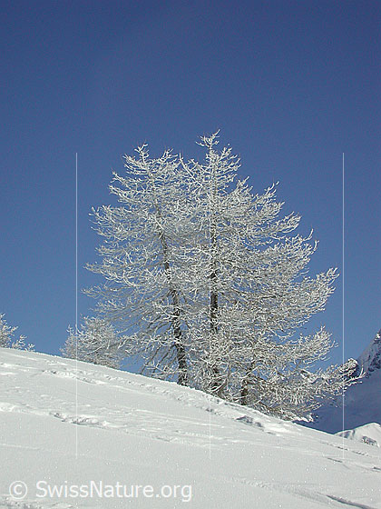 Foto: Verschneite Lärche
