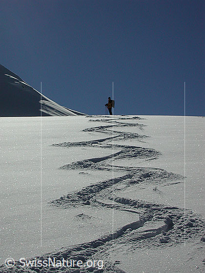 Foto: Skitourenfahrerin und Abfahrtsspur