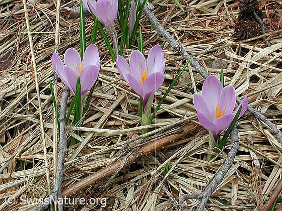Foto: Krokus