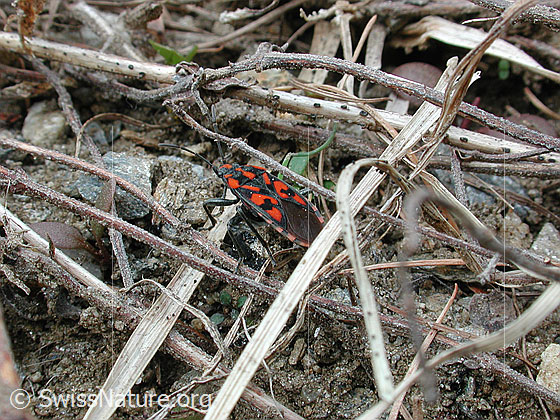 Foto: Knappe (Spilostethus saxatilis), Ansicht von oben.
Lat.: Spilostethus saxatilis
Familie: Lygaeidae (Bodenwanzen)