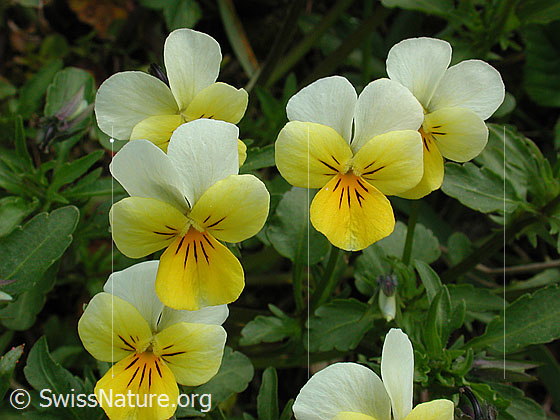 Foto: Zweiblütiges Veilchen 
Lat.: Viola biflora