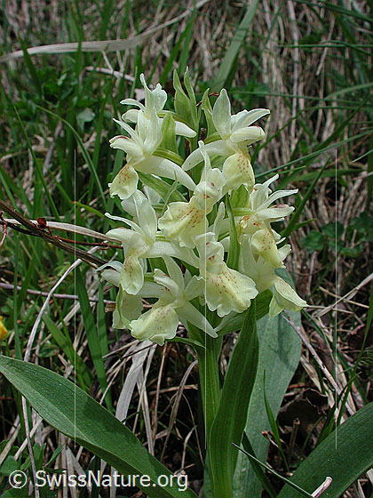 Foto: Holunder-Knabenkraut, Blütenstand 
Lat.: Dactylorhiza sambucina