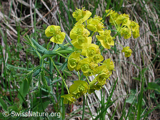 Foto: Wahrscheinlich Zypressen-Wolfsmilch (Euphorbia cyparissias). Blüten.
Lat.: Euphorbia cyparissias
Familie: Euphorbiaceae (Wolfsmilchgewächse)
Gattung: Euphorbia (Wolfsmilch)