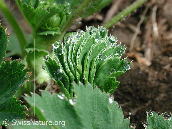 Foto: Frauenmantel: Gefaltetes Blatt mit Tautropfen 
Lat.: Alchemilla