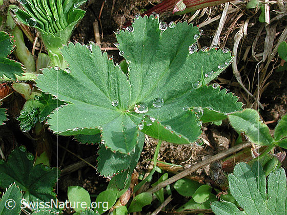 Foto: Frauenmantel: Entfaltetes Blatt mit Tautropfen 
Lat.: Alchemilla