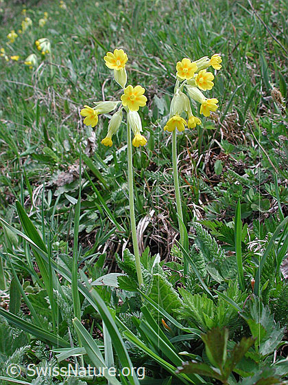 Foto: Wiesenschlüsselblume 
Lat.: Primula veris