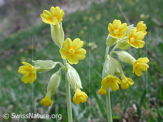 Foto: Wiesenschlüsselblume, Blüte 
Lat.: Primula veris