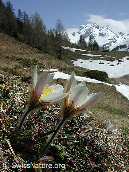 Foto: Frühlingsanemone, Pelzanemone 
Lat.: Pulsatilla vernalis 
Im Hintergrund ist das Ofenhorn sichbar.