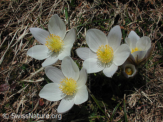 Foto: Frühlingsanemone, Pelzanemone 
Lat.: Pulsatilla vernalis