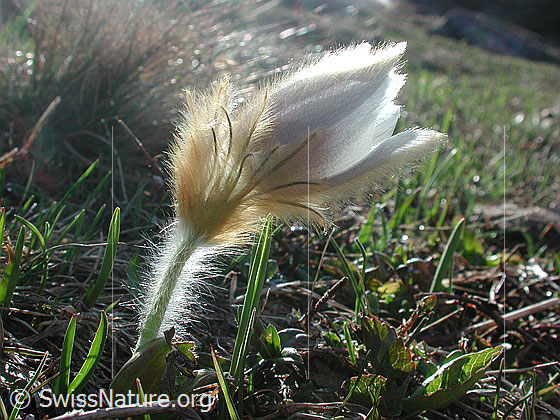 Foto: Frühlingsanemone, Pelzanemone im Gegenlicht 
Lat.: Pulsatilla vernalis