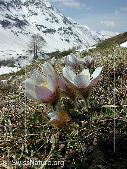 Foto: Frühlingsanemone, Pelzanemone mit Umgebung 
Lat.: Pulsatilla vernalis