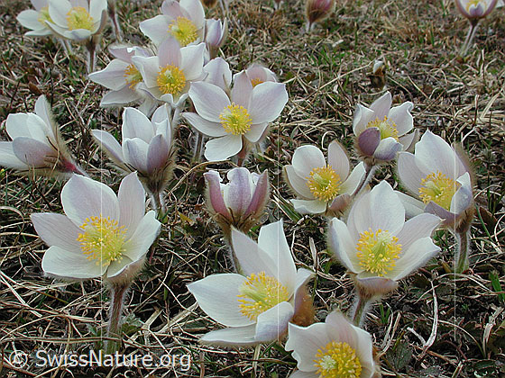 Foto: Grosse Anzahl Frühlingsanemone, Pelzanemonen mit Umgebung 
Lat.: Pulsatilla vernalis