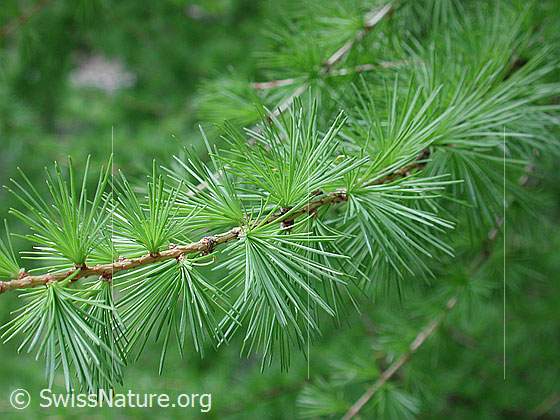 Foto: Lärchenast mit frischen Nadeln Lat.: Larix decidua
