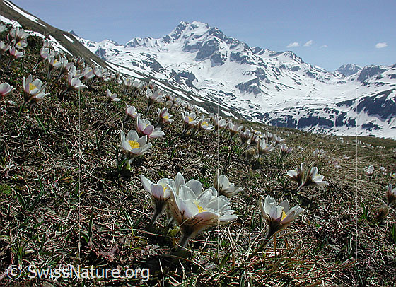 Foto: Blick aus das Ofenhorn. Im Vordergrund: Pelzanemonen. Aufnahmeort: Gand