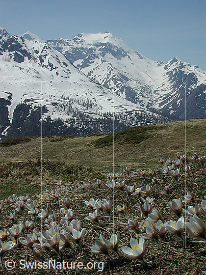 Foto: Blick auf Hillehorn und Mättital. Im Vordergrund: Pelzanemonen. Aufnahmeort: Gand