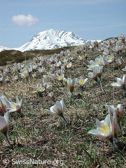 Foto: Blick auf das Bättlihorn. Im Vordergrund: Pelzanemonen. Aufnahmeort: Gand