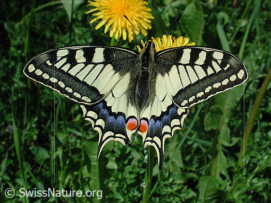 Foto: Schwalbenschwanz
Lat.: Papilion machaon