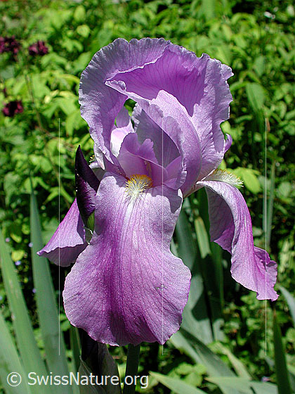 Foto: Deutsche Schwertlilie (Iris germanica).