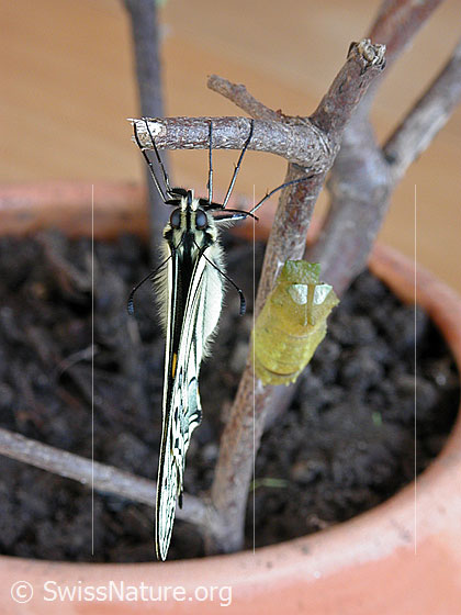 Foto: Schwalbenschwanz neben Puppe. Ansicht von vorne.