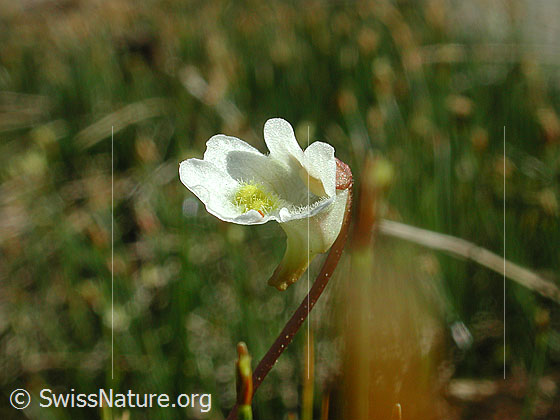 Foto: Alpen-Fettblatt, Blüte 
Lat.: Pinguicula alpina
Familie: Lentibulariaceae (Wasserschlauchgewächse)
Gattung: Pinguicula (Fettkräuter)