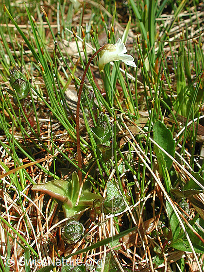 Foto: Alpen-Fettblatt 
Lat.: Pinguicula alpina
Familie: Lentibulariaceae (Wasserschlauchgewächse)
Gattung: Pinguicula (Fettkräuter)