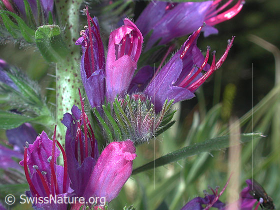 Foto: Natternkopf, gewöhnlicher, Blüten 
Lat.: Echium vulgare