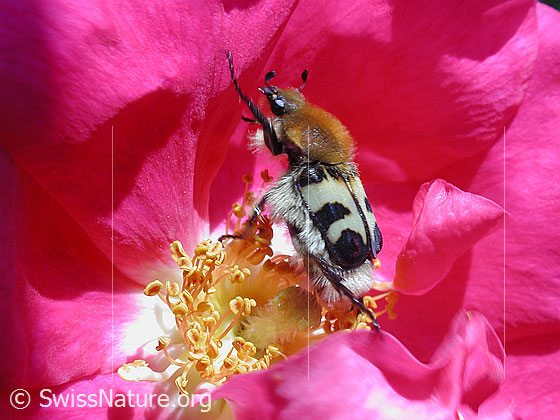 Photo: Trichius fasciatus. This beetle species feeds mainly on pollen. The photo shows a Trichius fasciatus in the blossom of a rose.