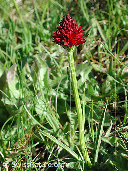 Foto: Schwarzes Männertreu 
Lat.: Nigritella rhellicani
Familie: Orchidaceae (Orchideen)
Gattung: Nigritella (Kohlröschen)