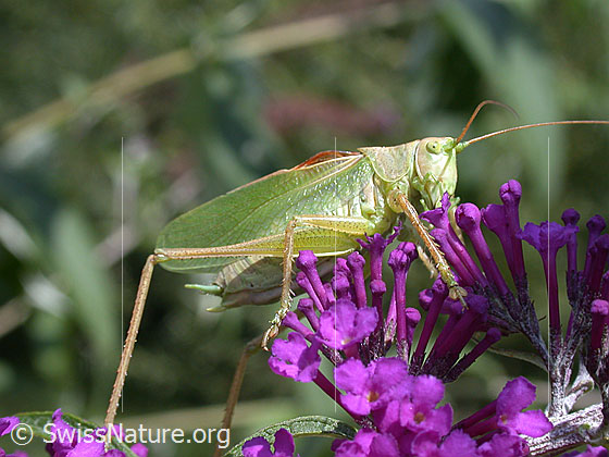 Foto: Grünes Heupferd (Tettigonia viridissima) auf Blüte.