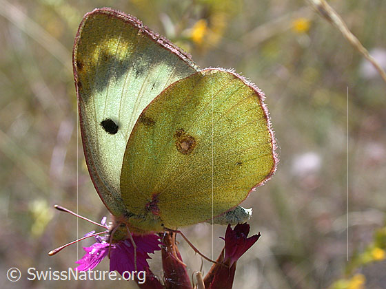 Foto: Goldene Acht 
Lat.: Colias hyale
