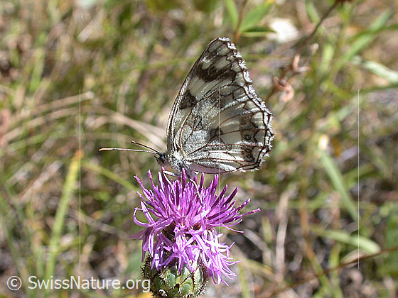 Foto: Schachbrett (Melanargia galathea) auf Blüte der Skabiosen-Flockenblume (Centaurea scabiosa). Flügel geöffnet. Ansicht von der Seite.
