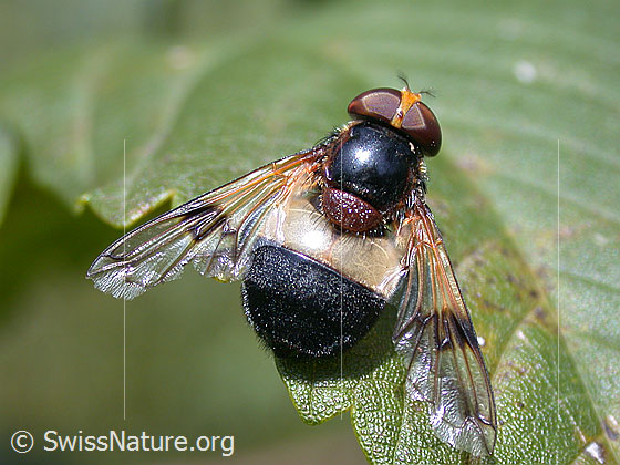 Gemeine Waldschwebfliege (Volucella pellucens)