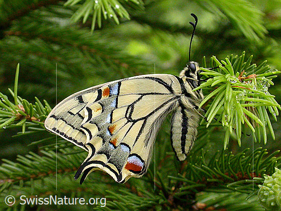 Foto: Schwalbenschwanz (Papilio machaon). Flügel geschlossen