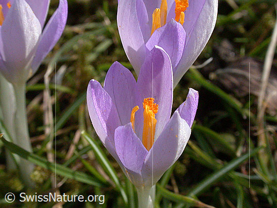 Foto: Frühlings-Krokus