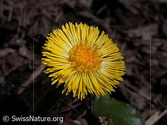 Foto: Huflattich, Blüte 
Lat.: Tussilago farfara
Familie: Asteraceae (Kobblütler)