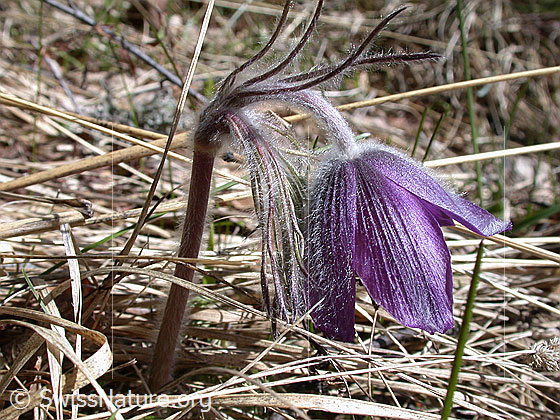Foto: Berg-Anemone (Pulsatilla montana). Ganze Pflanze.