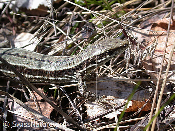 Foto: Mauereidechse (Podarcis muralis).
Lat.: Podarcis muralis
Familie: Lacertidae (Echte Eidechsen)
Unterfamilie: Lacertinae
Gattung: Podarcis (Mauereidechsen)