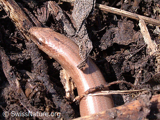 Foto: Blindschleiche (Anguis fragilis). Kopf als Nahaufnahme.
