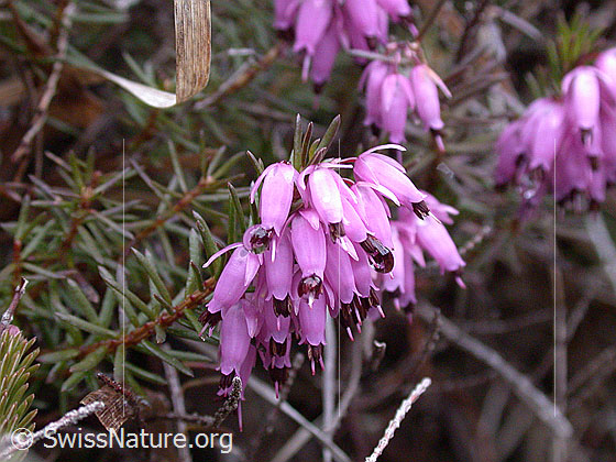 Erika (Erica carnea)