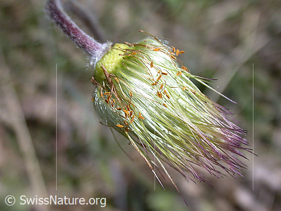 Foto: Berg-Anemone (Pulsatilla montana). Verblühte Blüte.