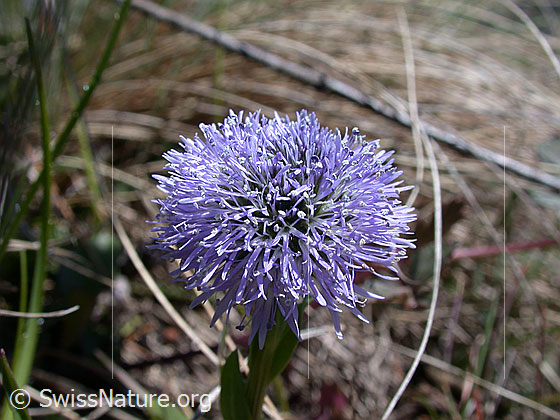 Foto: Gemeine Kugelblume, Blüte 
Lat.: Globularia punctata
Familie: Plantaginaceae (Wegerichgewächse)
Gattung: Globularia (Kugelblumen)