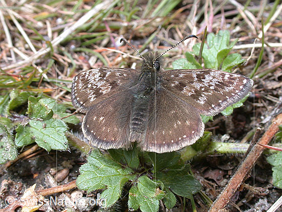 Foto: Dunkler Dickkopffalter
Lat.: Erynnis tages
Familie: Hesperiidae (Dickkopffalter)
