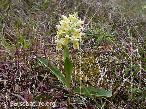 Foto: Gelbes Holunder-Knabenkraut 
Lat.: Dactylorhiza sambucina
