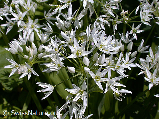 Photo: Allium ursinum. Blossoms.