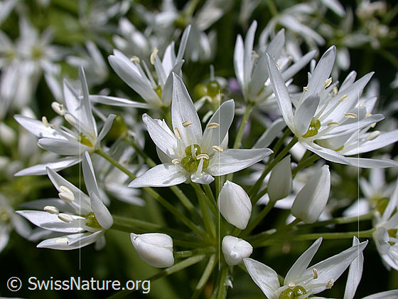 Foto: Bärlauch (Allium ursinum). Blüten.