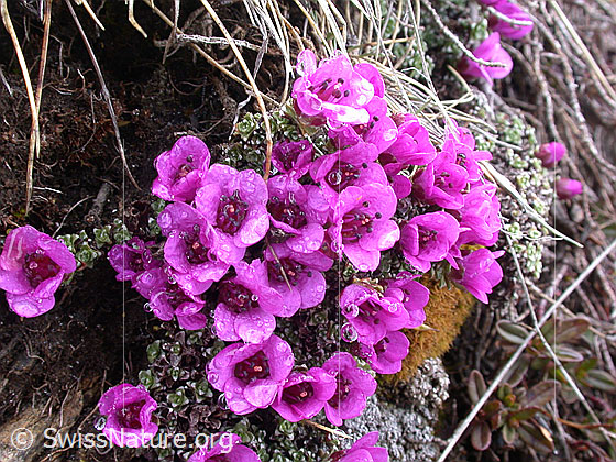 Foto: Gegenblättriger Steinbrech 
Lat.: Saxifraga oppositifolia
Familie: Saxifragaceae (Steinbrechgewächse)