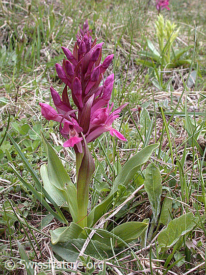 Foto: Rotes Holunder-Knabenkraut (Dactylorhiza sambucina). Wird auch Holunder-Fingerwurz genannt. Ganze Pflanze.
Umgebung: Magerweide. Höhe: ca. 1700m ü.M.
Lat.: Dactylorhiza sambucina
Familie: Orchidaceae (Orchideen)
Gattung: Dactylorhiza (Knabenkräuter)